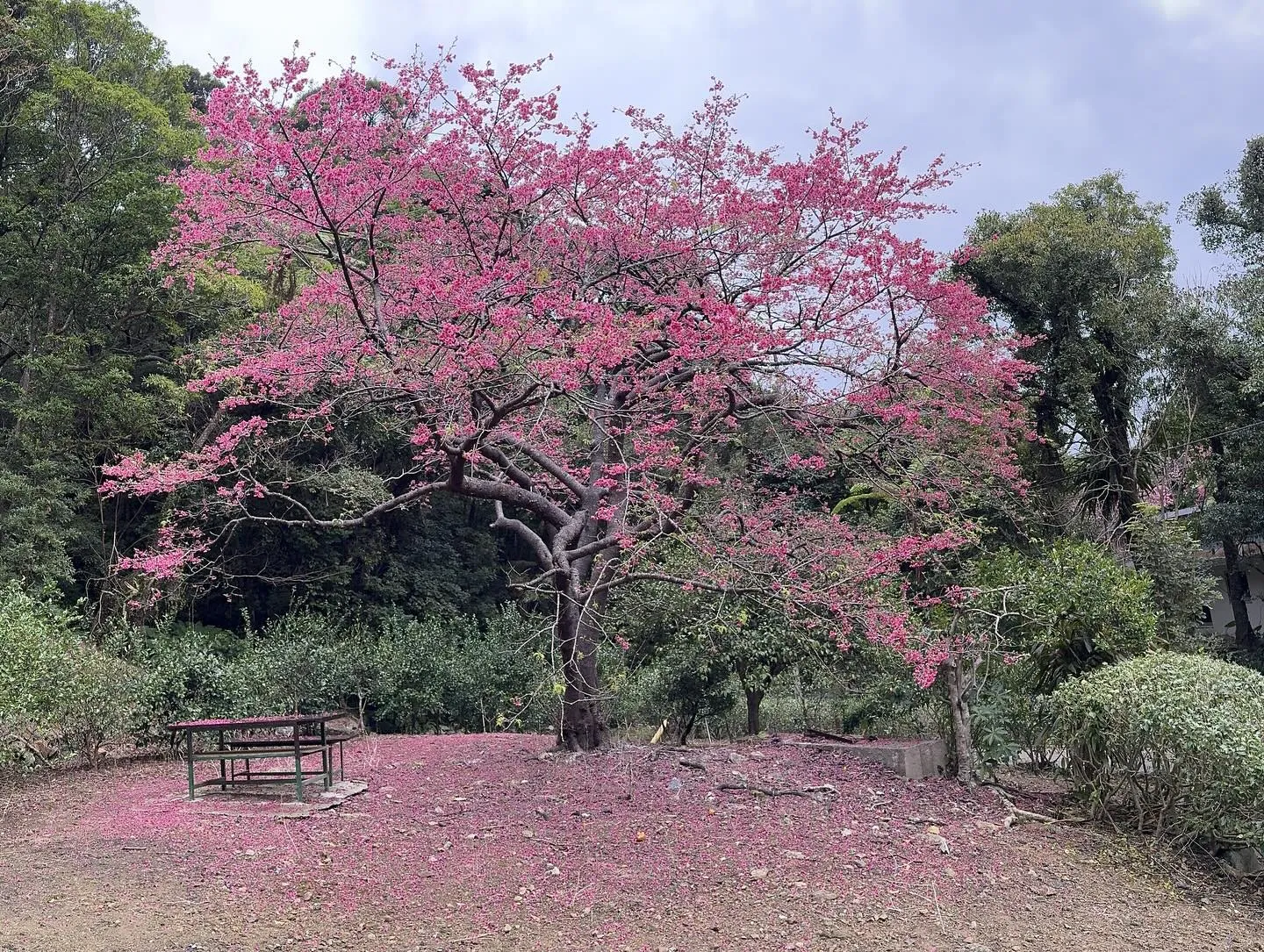 本日は名護桜祭り🌸