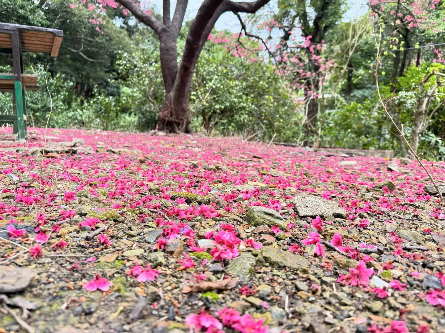 本日は名護桜祭り🌸