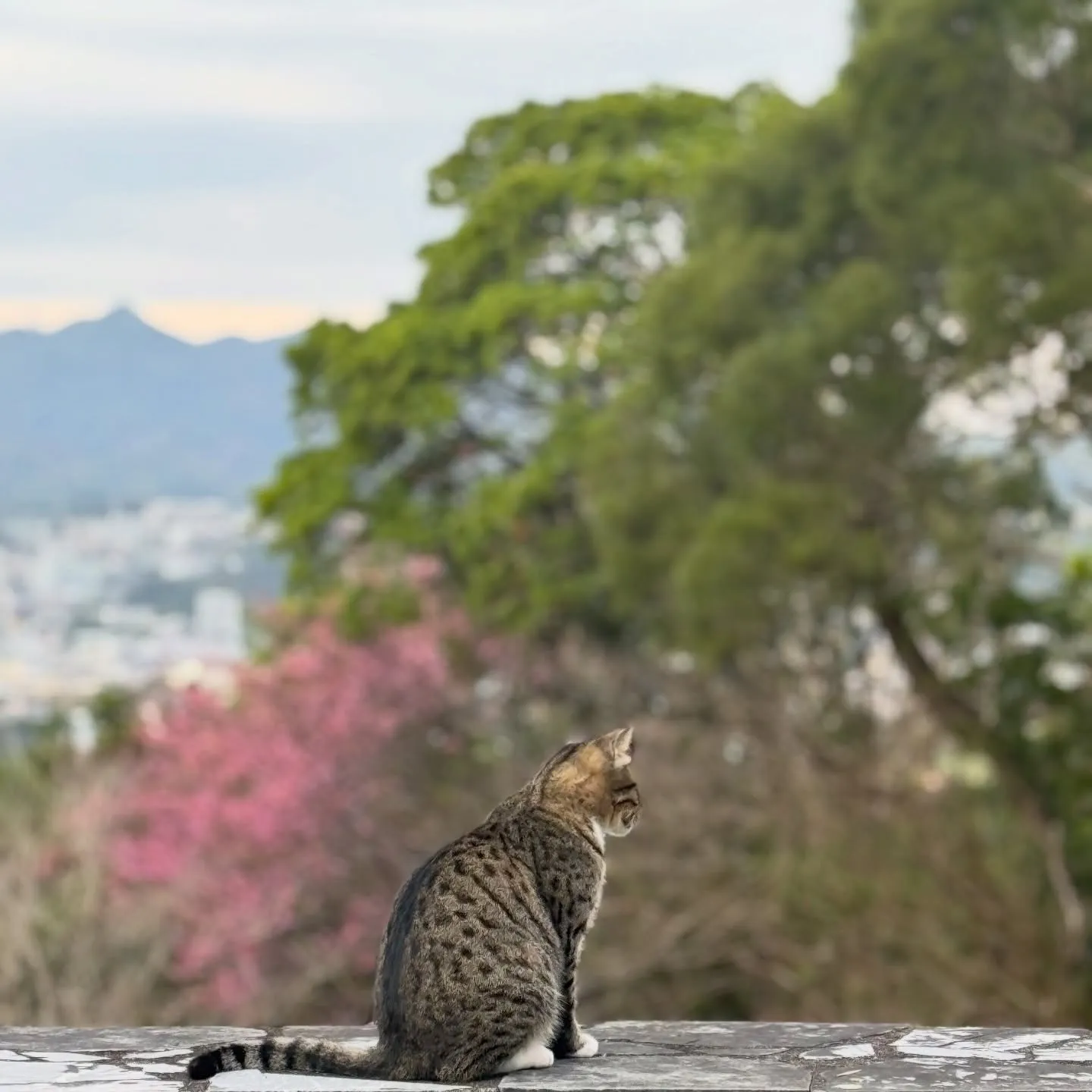 昨日、今日のお昼は非常に温かい沖縄です☀️