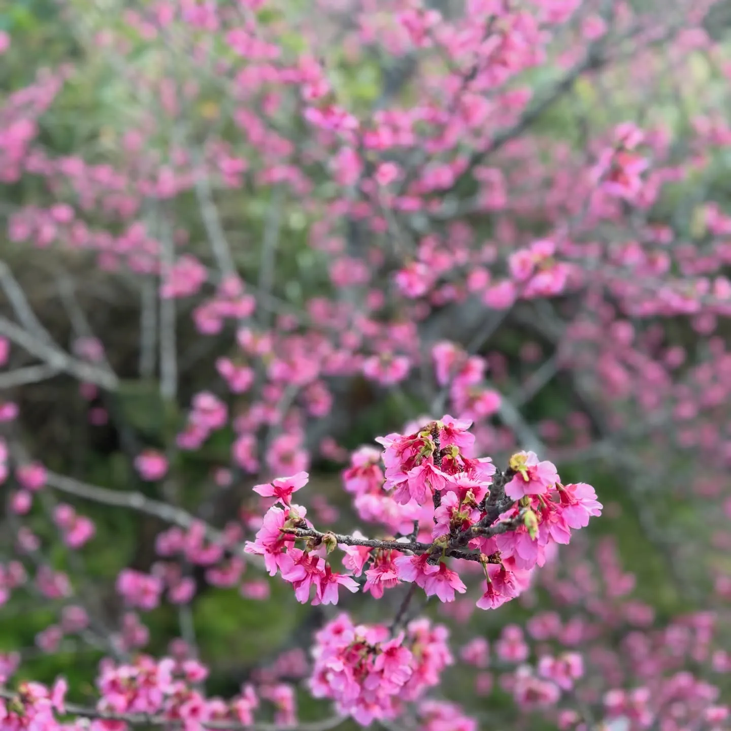 昨日、今日のお昼は非常に温かい沖縄です☀️